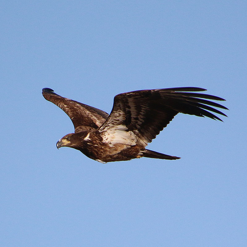 1-2 year old bald eagle