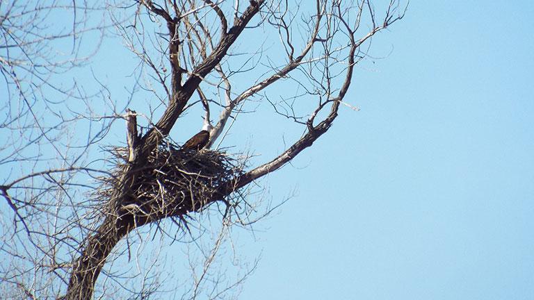 Bald eagle on nest